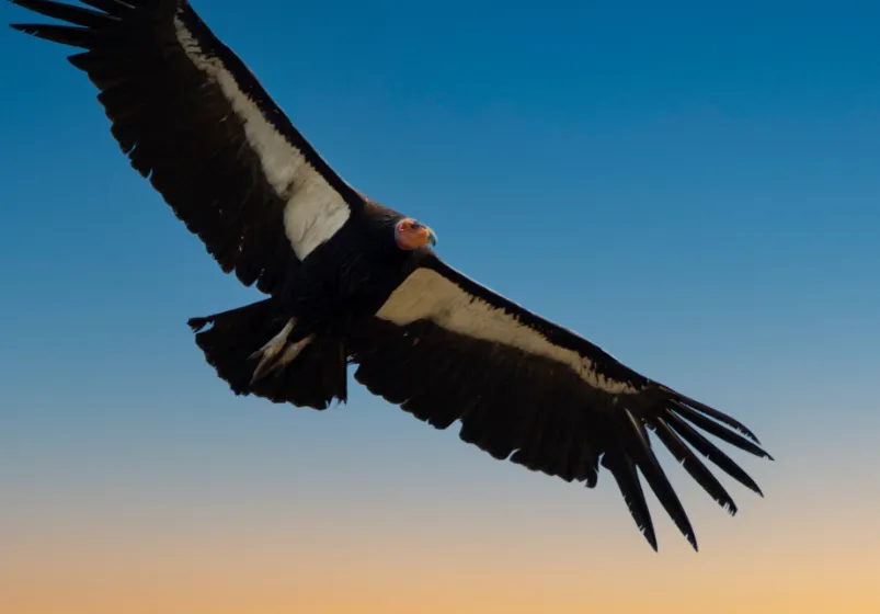 Condor bird flying